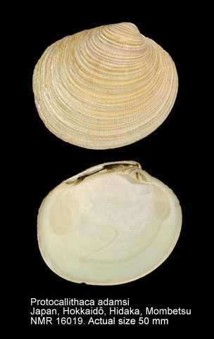 Protocallithaca adamsi (5).jpg - Protocallithaca adamsi (Reeve,1863)
